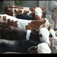 شیر تازه گاو