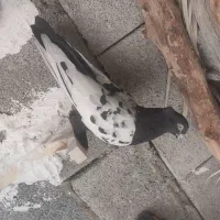 کفتر بدرنگ تمیز|پرنده|کوهمره, |دیوار