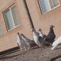 کبوترپرشی|پرنده|سبزوار, قاضی زاد|دیوار