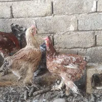 مرغ دیلگونی پابلند تخمگذار|حیوانات مزرعه|بهبهان, |دیوار