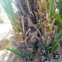 ۵ عدد نهال نخل برحی