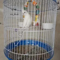 عروس هلندی|پرنده|محمدشهر, محمدشهر|دیوار