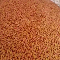 بذر گندم اصلاح شده