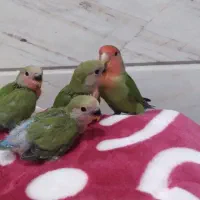 پرنده جفت و بچه ۲۵۰۰