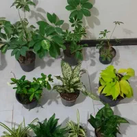 ۱۰ عدد گل فقط تا فردا