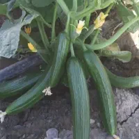 خیار بوته ای ملایر