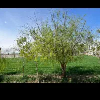 نیازمندکارگرخانواده باتخصص براکارکشاورزی افغانی