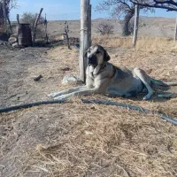 ماده پژدر اصل