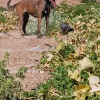 واگذاری سگ مالنیوز ماده