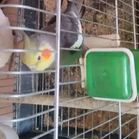 عروس هلندی مولد کار داده