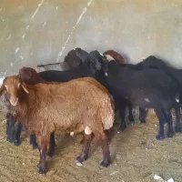 بره نر و ماده