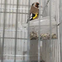 سهره قفس و یکماه قفس بندر ماهشهر|پرنده|چمران, |دیوار