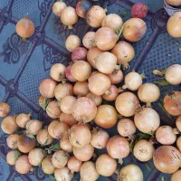 انار میخوش|خوردنی و آشامیدنی|حمیدیا, |دیوار