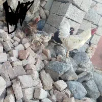 مرغ 5عددخروس 1عدد