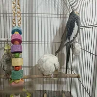 عروس هلندی نر مست