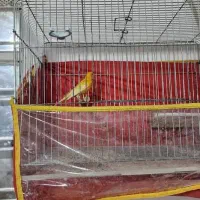 جفت قناری|پرنده|شیراز, کوشک میدان|دیوار