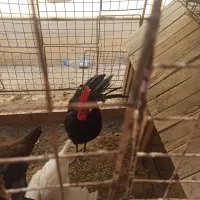 خروس محلی اصل|حیوانات مزرعه|اهرم, |دیوار