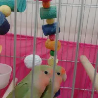 میجان  میشا