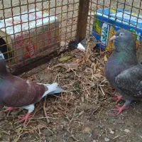 کفتر یا کبوتر