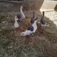 غازو غوغاز|حیوانات مزرعه|قزوین, |دیوار