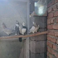 کبوتر|پرنده|چهاردولی, |دیوار