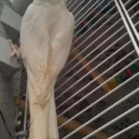 عروس هلندی ماده