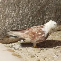 کفتر کبوتر کلاغ رسمی کله سفید هفت رنگ نر