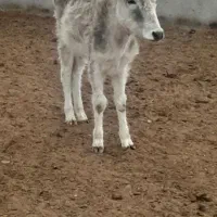 گوساله ماده محلی