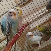 مرغ عشق|پرنده|شیراز, عادل آباد|دیوار