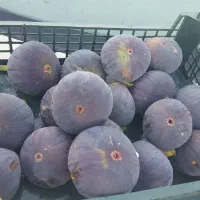 فروش باغ شهر ۲۰۰۰متری جاده داریون مجتمع صبا|فروش زمین و ملک کلنگی|شیراز, داریون|دیوار