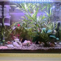 آکواریوم|ماهی|زنجان, |دیوار