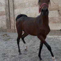 مادیان سواری دار