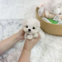 عروسک زنده توله سگ مالتیپو ۷ م|سگ|تهران, چیتگر جنوبی|دیوار