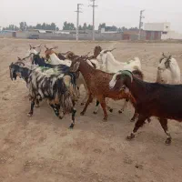 12راس بز شیرکرد|حیوانات مزرعه|گنبد کاووس, |دیوار