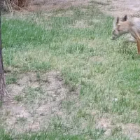 زمین جهت ساخت ویلا