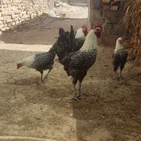 فروش ویژه جوجه محلی وتخم مرغ نطفه دار بلژیکی