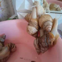 حلزون اچاتینا