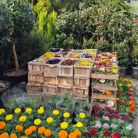سمپاشی سوسک پشه ساس|خدمات باغبانی و درختکاری|تهران, جماران (نیاوران)|دیوار