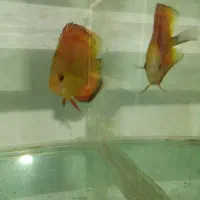 دیسکس|ماهی|تهران, دکتر هوشیار|دیوار