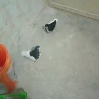 خال سیاه ماده