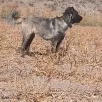 واگذاری توله سگ سرابی ماده۸ماهه زات قدیم مخصوص گله|سگ|تبریز, |دیوار