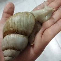 حلزون نژاد آفریقایی|خزنده|ارومیه, |دیوار