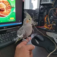 عروس هلندی معاوضه با قناری