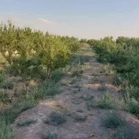 باغ بدون درخت