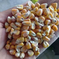 خرید وفروش خوراک دام و طیور|عمده‌فروشی|تربت جام, علوی|دیوار