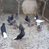 سرور دم سفید اینم عکس جوجه هاشون بدون ایراد