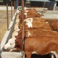 فروش‌گوساله سمینتال اصیل نژاد دار