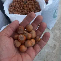 فندق تک پوست تازه امساله