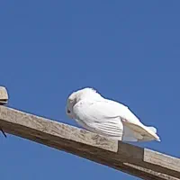 کبوتر ساعت سنگین