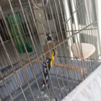 سهره